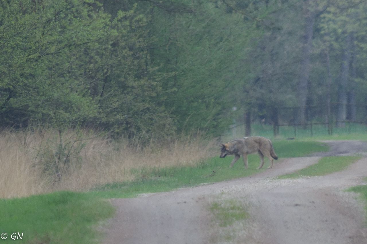Wolf bij Nordhorn (foto: Guenther Niehaus)