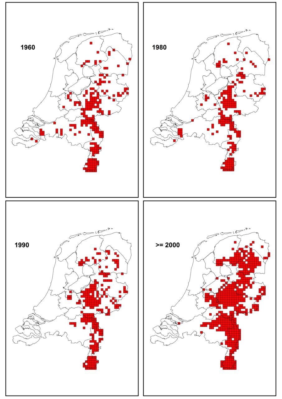Dassenburchten in Nederland in 1960, 1980, 1990 en vanaf 2000 (kaarten: Zoogdiervereniging)