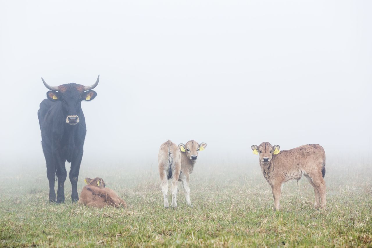 Tauros met kalfjes, Stramprooise Heide (foto: Bob Luijks)