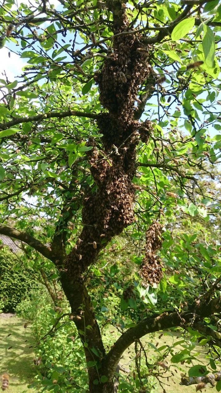 Stam pruimenboom in Stevensbeek op 16 mei (foto: W. Frehé)