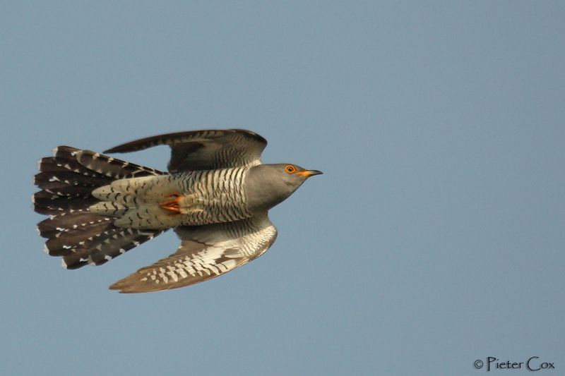 Koekoek (Foto: Pieter Cox)