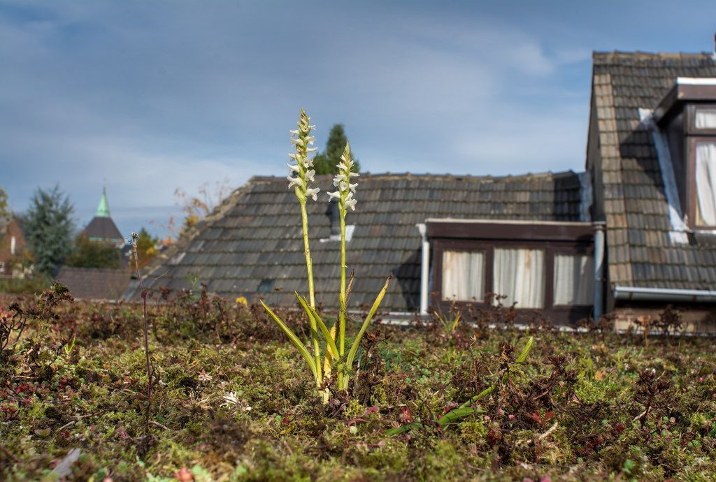 De schroeforchis Spiranthes cernua s.l. (vermoedelijk Chadds Ford) stelt minder hoge standplaatseisen dan werd gedacht. De soort gedijt zelfs op extreme groeiplaatsen zoals groene daken (foto: Mark Meijrink)