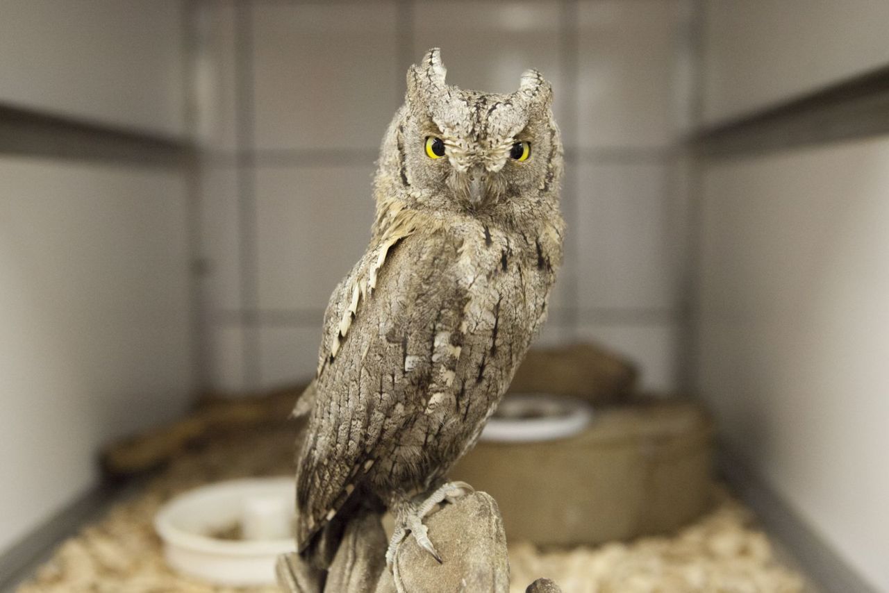 Dwergooruil in de Vogelklas (foto: Anjes Gesink)