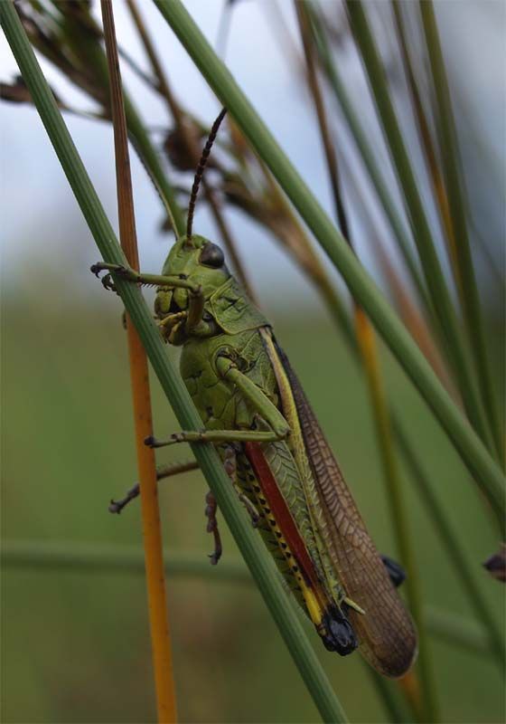 Mannetje Moerassprinkhaan in het Tiens Broek, de achterpoten zijn getooid met de Belgische driekleur (foto: Pieter Vanormelingen)