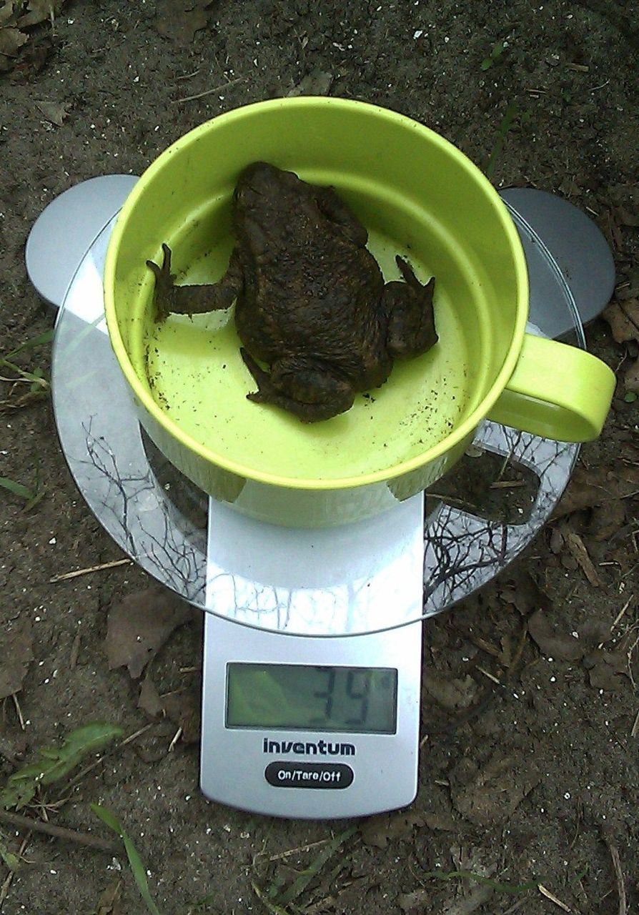 Een paddenvrouw van 39 gram (foto: Thea Spruijt)