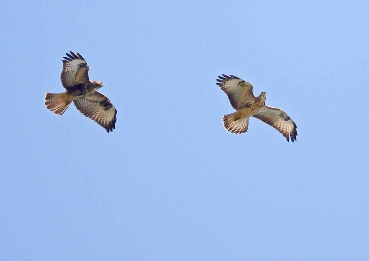 Buizerds winnen cirkelend hoogte door thermiek of stijgwinden in heuvelland om vervolgens verder  te zweven (foto: Koos Dansen) 