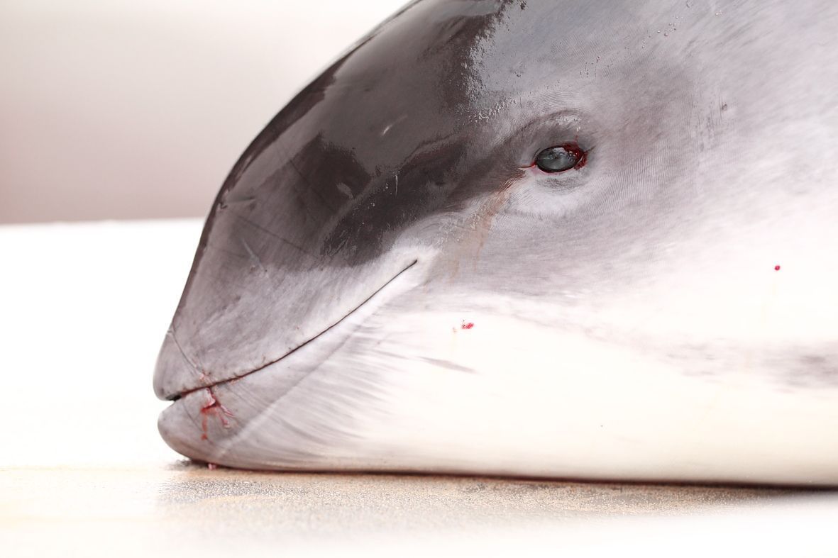 Het jong vrouwtje Bruinvis dat zondag aanspoelde op het strand van Wenduine-De Haan. Op het lichaam zijn duidelijk nog de sporen te zien van het net waarin dit exemplaar de verstikkingsdood is gestorven (foto: KBIN)