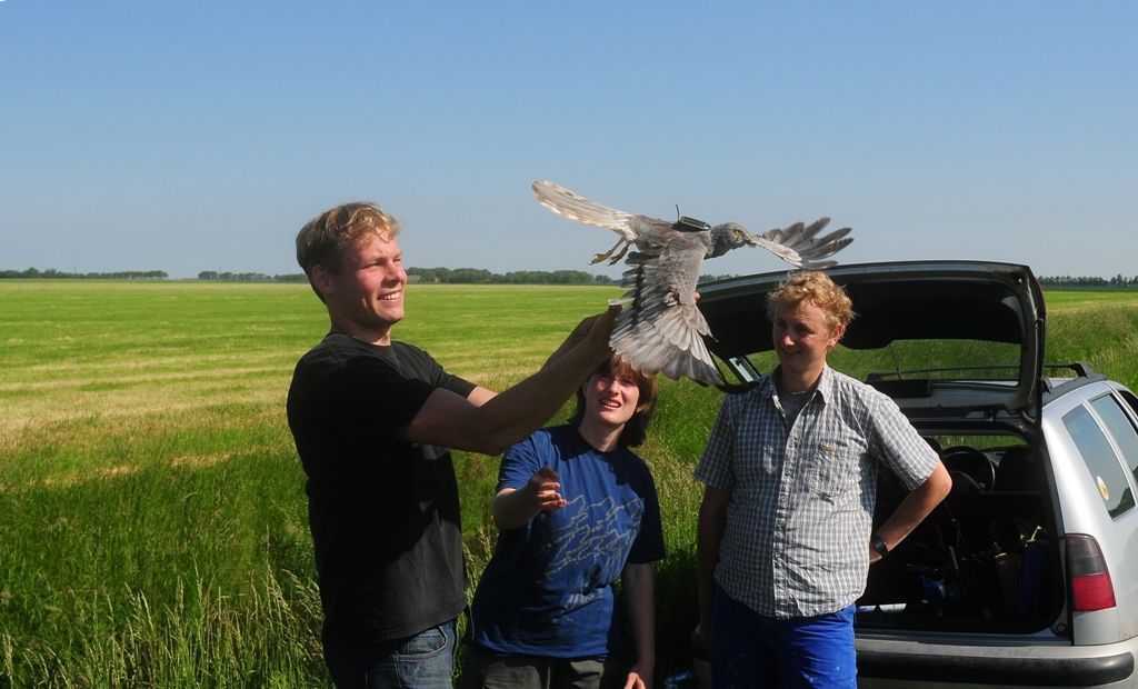 Mannetje grauwe kiekendief ’Ronny’ wordt losgelaten nadat hij een GPS-logger om heeft gekregen (foto: Ben Koks)