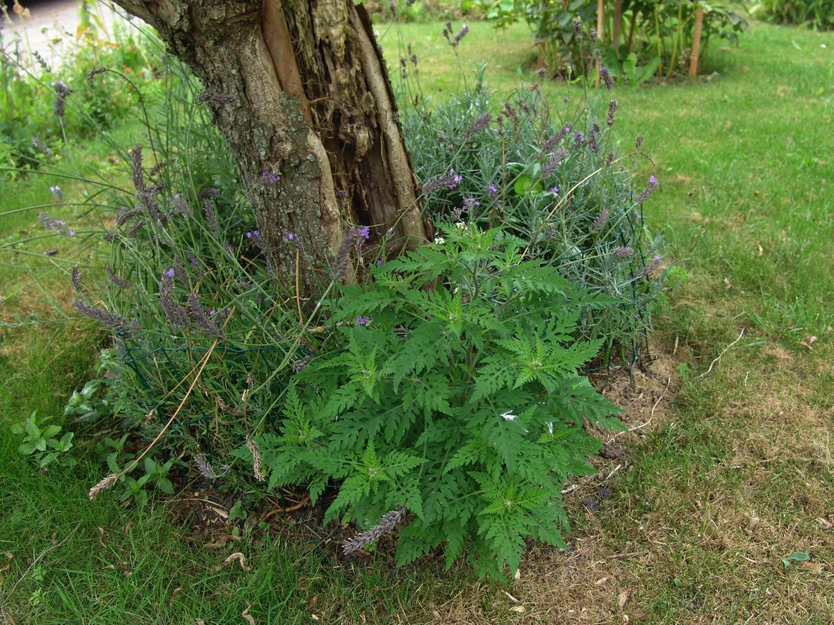 Ambrosiaplant in een tuin in 2013 (bron: De Natuurkalender)