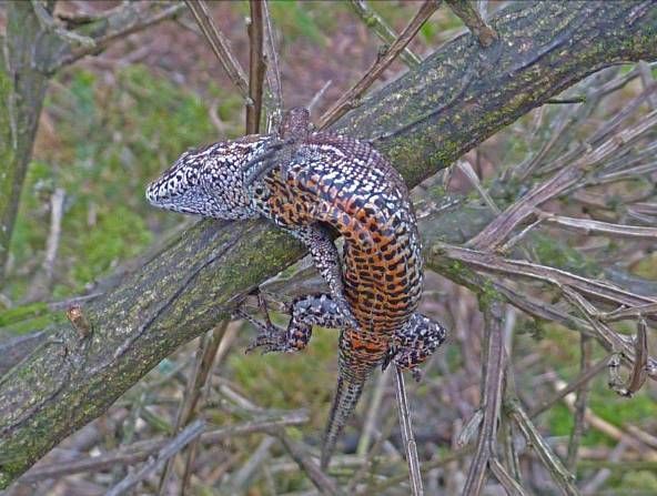 Mannetje levendbarende hagedis, gespietst in dode brem (foto: Paul van der Poel)