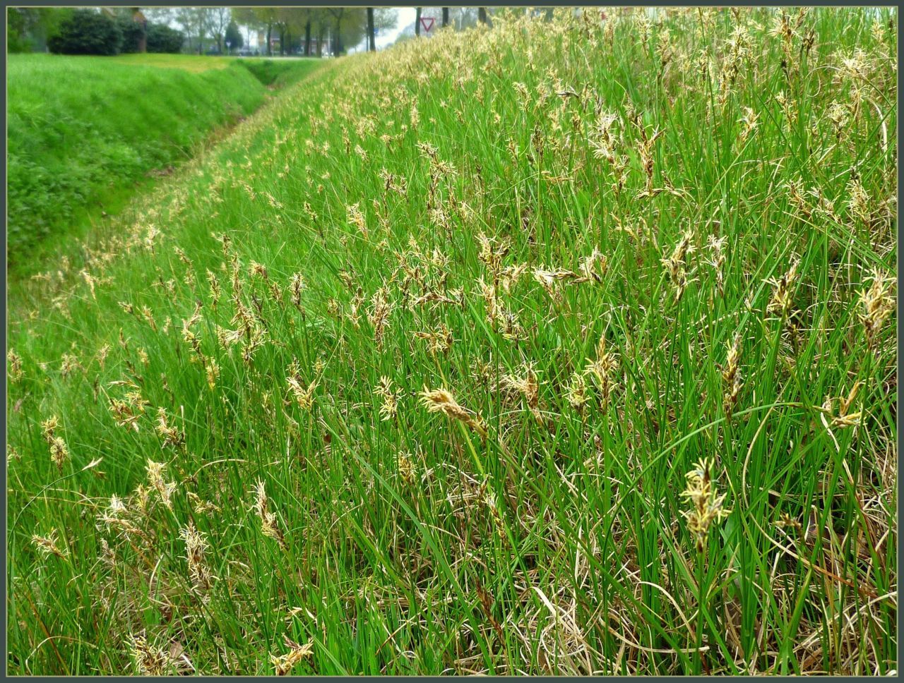 Rivierduinzegge in een berm bij Nijverdal (foto: Wieger Poelstra)