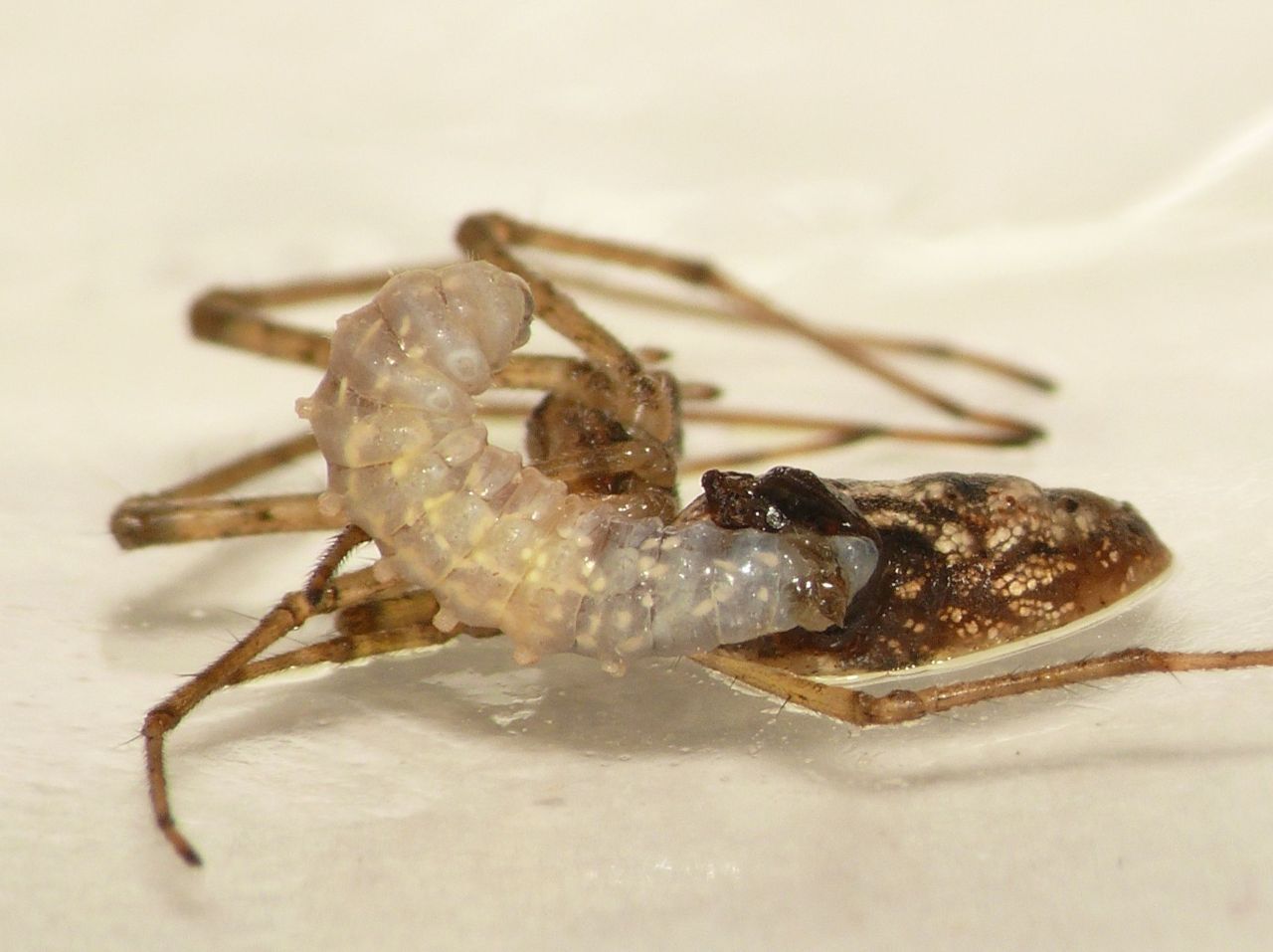 De grote slurp van een sluipwesp op een strekspin (foto: Dick Belgers)