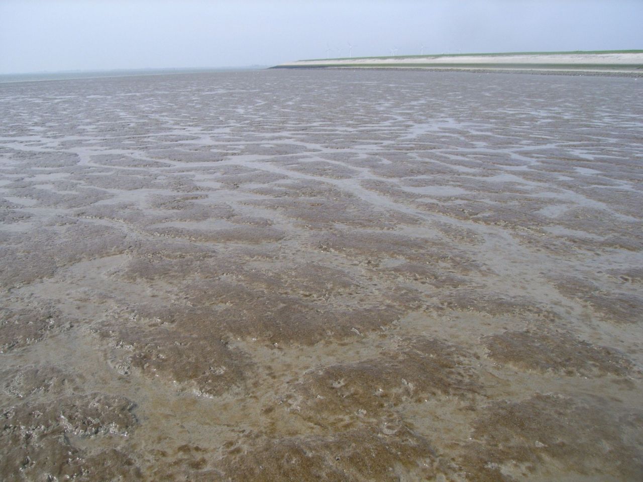 Het golvend landschap van de Kapellebank dat gedurende een aantal weken per jaar te zien is (foto: Ellen Weerman)