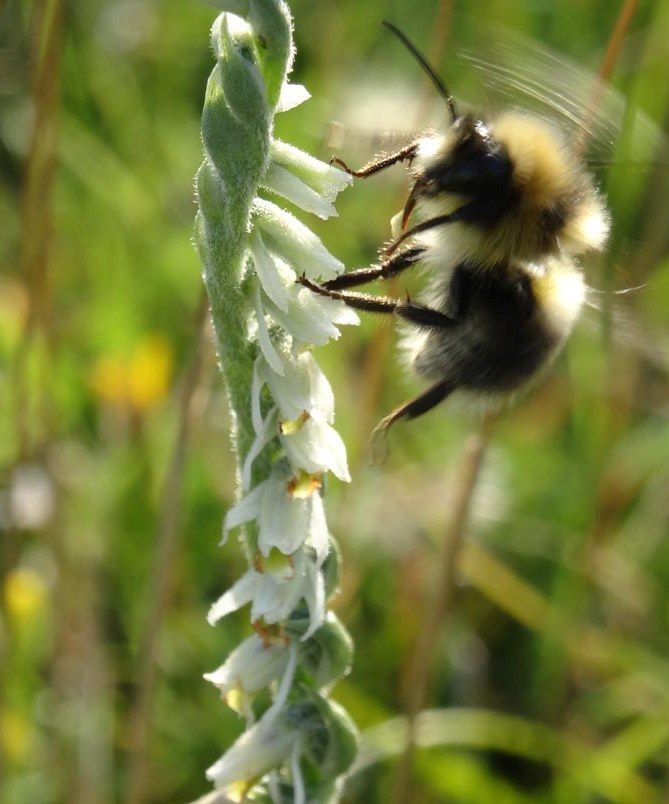 Bloeiende Herfstschroeforchis met bezoeker (foto: Kees de Kraker)