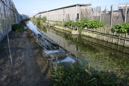 Overzicht van de nestlocatie van de zwarte reuzenmier. Op de voorgrond de stapel oude kasramen (foto: Jinze Noordijk)