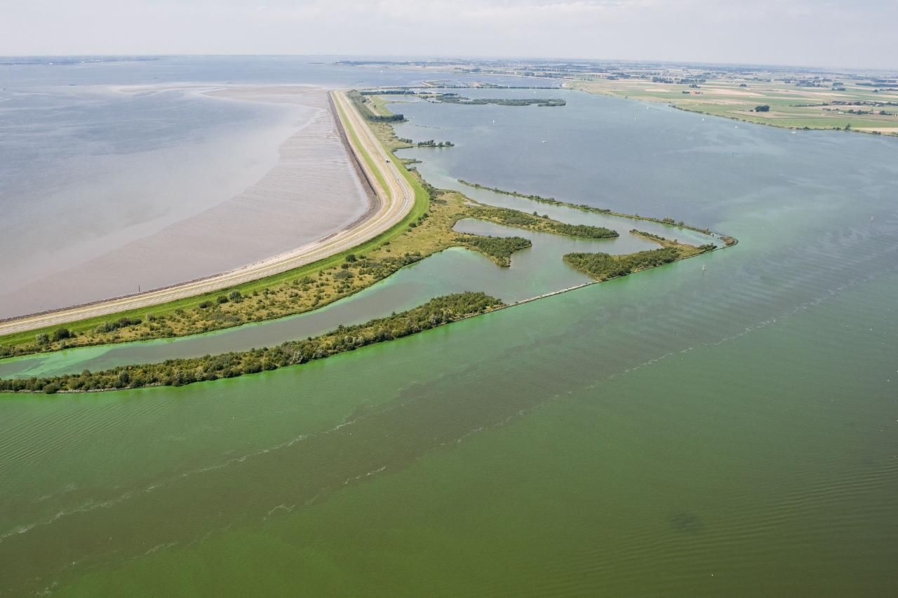 Blauwalgen in het Zoommeer (rechtsonder) gescheiden van de Oosterschelde (linksboven) door de Oesterdam (foto: Leo Adriaanse, Rijkswaterstaat)