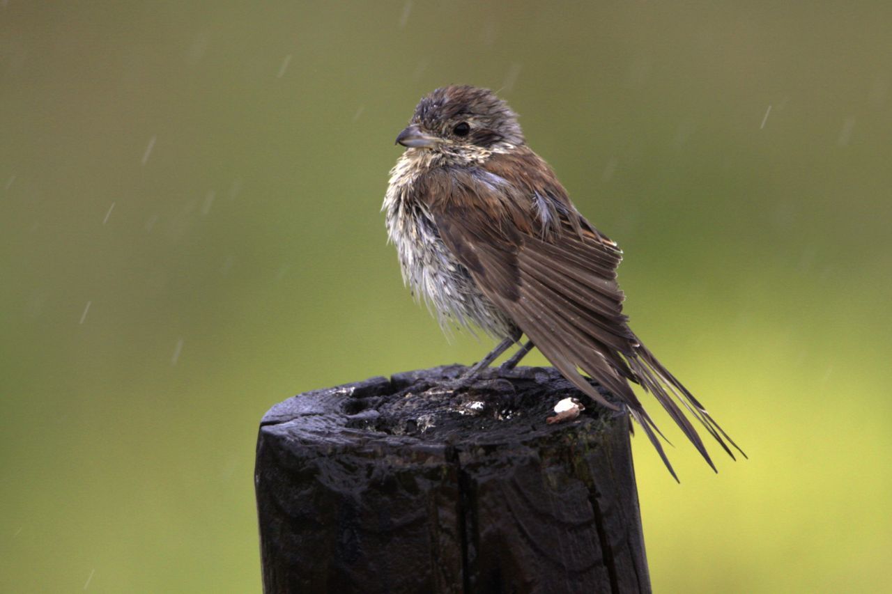 Totaal verregend vrouwtje Grauwe klauwier, wachtend op betere tijden (foto: Henny Brandsma)