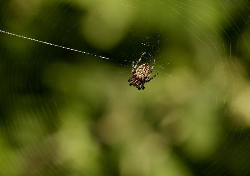 De vraag blijft of Kruisspinnen de locatie van hun web kiezen in functie van de hoeveelheid stuifmeel in de lucht (foto: Leo Janssen)