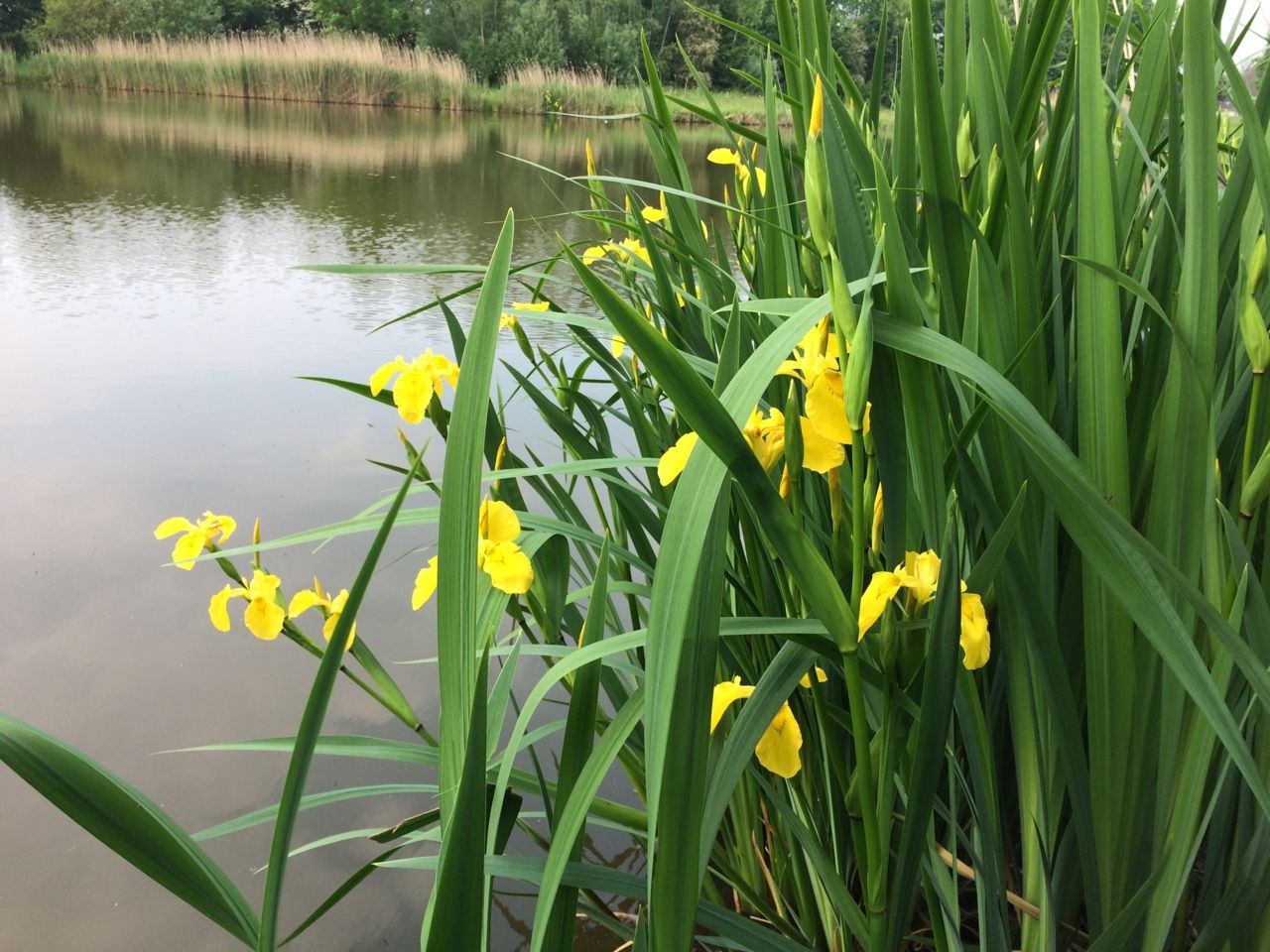 Alleen dit jaar al werden 815 overreden vogels gemeld, waarvan 224 Merels en 96 Wilde Eenden, en de broedperiode is pas gestart. (Bron: Dieren onder de Wielen 2.0/www.waarnemingen.be).