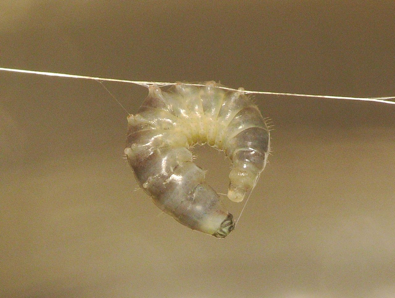 Larve van de sluipwesp hangende aan één enkele dikke spinnendraad, gebruik makend van haar gepaarde rugbulten met weerhaken (foto: Dick Belgers)