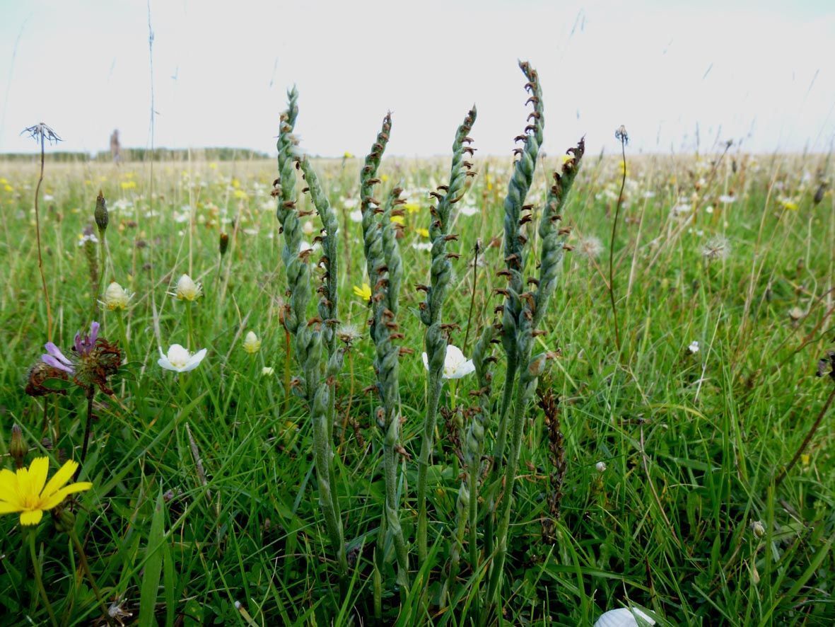 Uitgebloeide Herfstschroeforchissen in schraal grasland op de Hompelvoet (foto: Kees de Kraker)