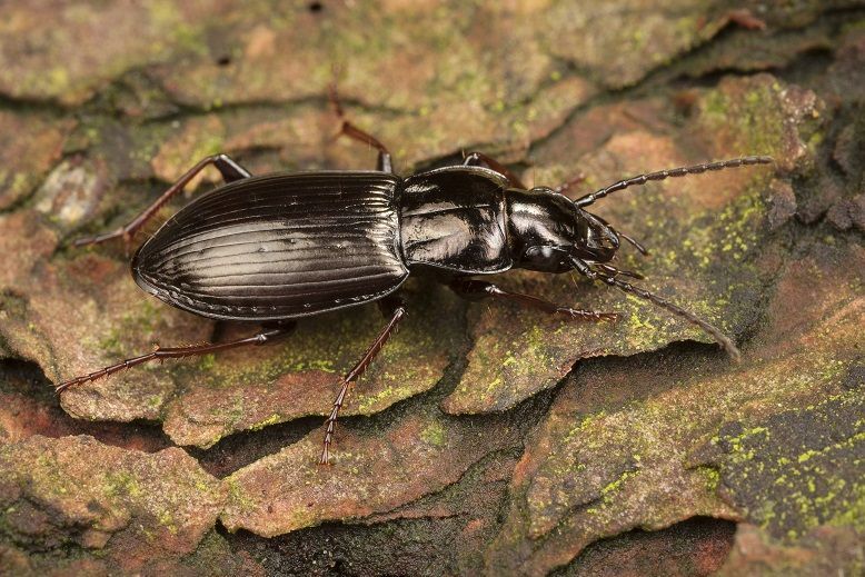 De loopkever Pterostichus oblongopunctatus is een bossoort (foto: Theodoor Heijerman)