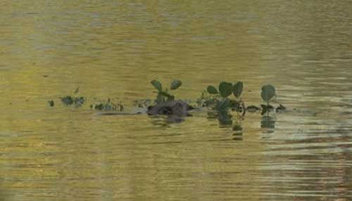 Bever met tak (foto: Willy de Koning)