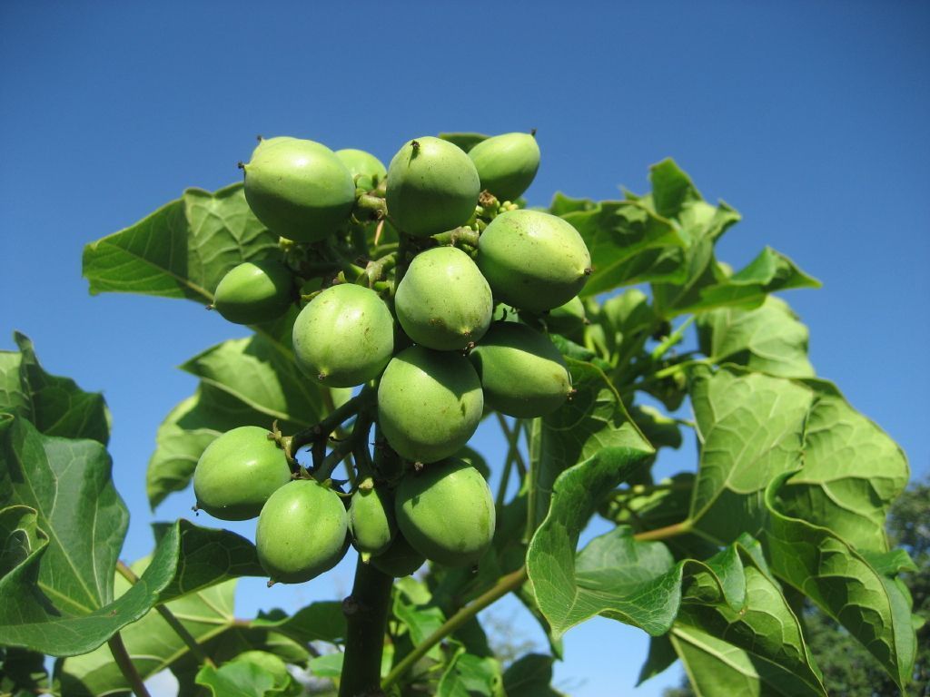 Biobrandstoffen van de eerste generatie (foto: Creative Commons)