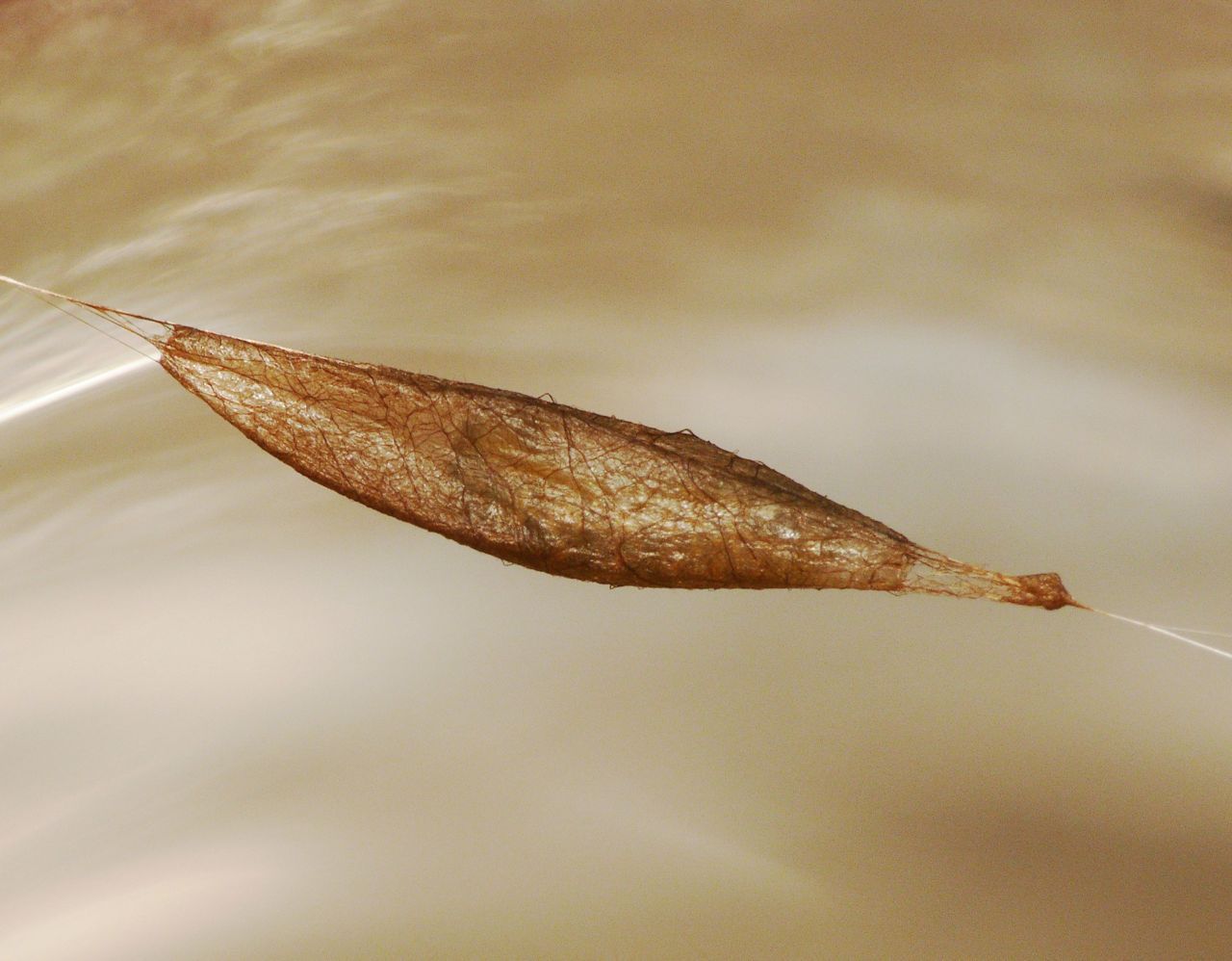 Cocon, perkamentachtig en vierkant in doorsnede, van de sluipwesp Acrodactyla quadrisculpta (foto: Dick Belgers)