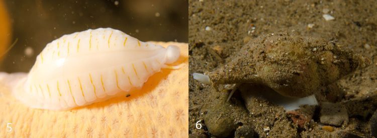 Twee schelpdieren (foto’s: Peter H. van Bragt)