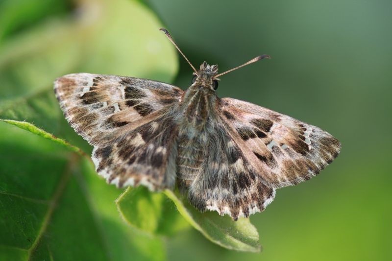 Wie spot het Kaasjeskruiddikkopje in de tuin tijdens Vlinder mee (foto: Robby Stoks)