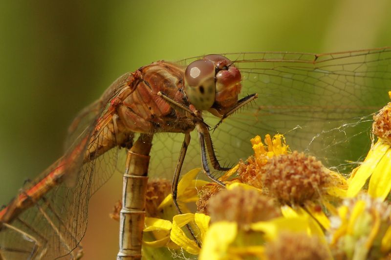 Zuidelijke heidelibel tijdens het paren. (foto: Johan Buckens)