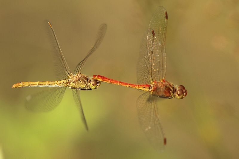 Rood mannetje en geel vrouwtje van de Zuidelijke heidelibel. (foto: Johan Buckens)