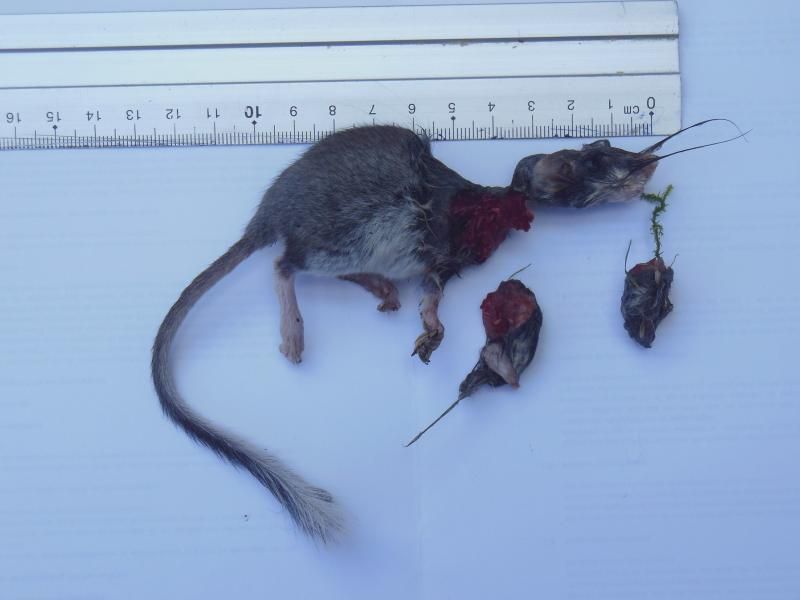 Een Eikelmuis: één van de zeldzamere prooien die door een kat werden binnengebracht (foto: Johny Desmet en Anne Coulier) 