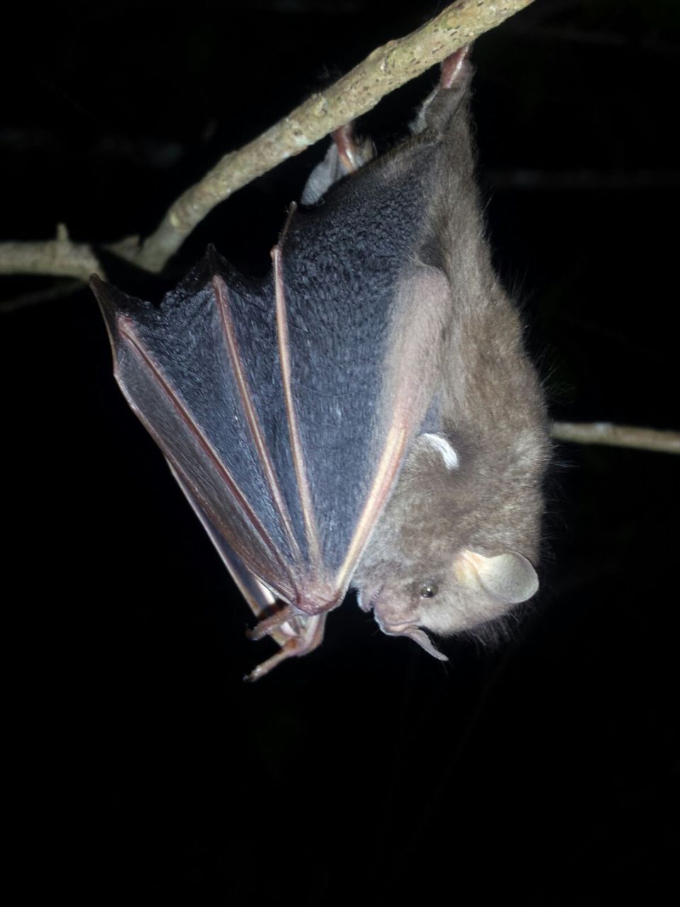 Treebat Ardops Nichollsi (foto: Wesley Overman)