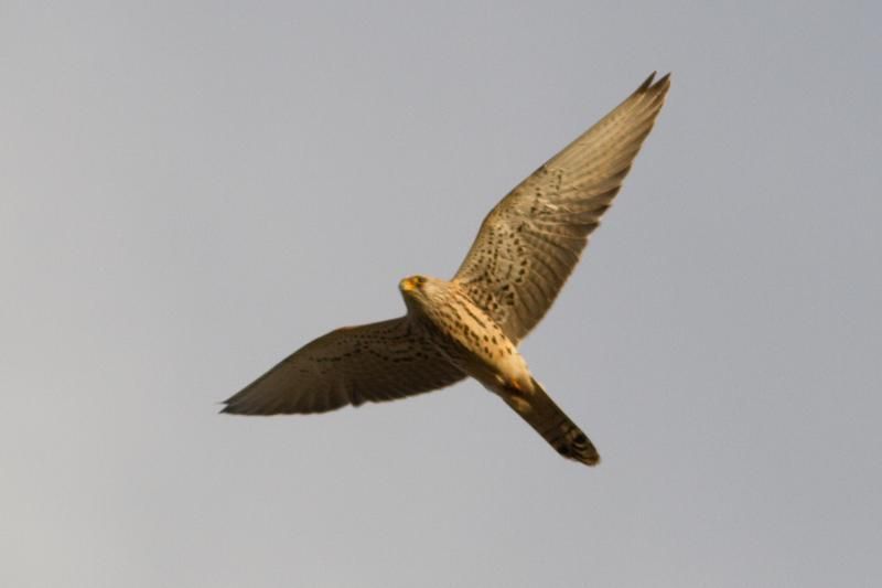 Voer voor kenners: de buitenste handpen is langer dan de zevende. Dit kenmerk sluit een gewone Torenvalk uit (foto: Diederik D’Hert).