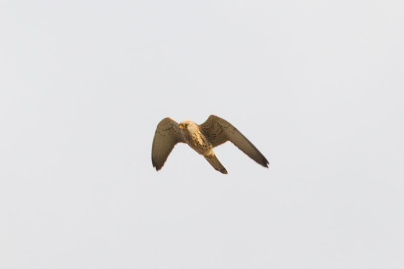 Deze Kleine torenvalk vloog zich zaterdag als 439ste soort op de Belgische lijst (foto: Diederik D’Hert).