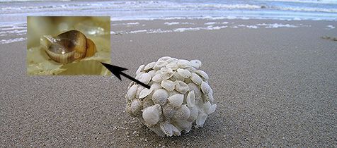 Eikapsel van een wulk op het strand (foto: Oscar Bos)