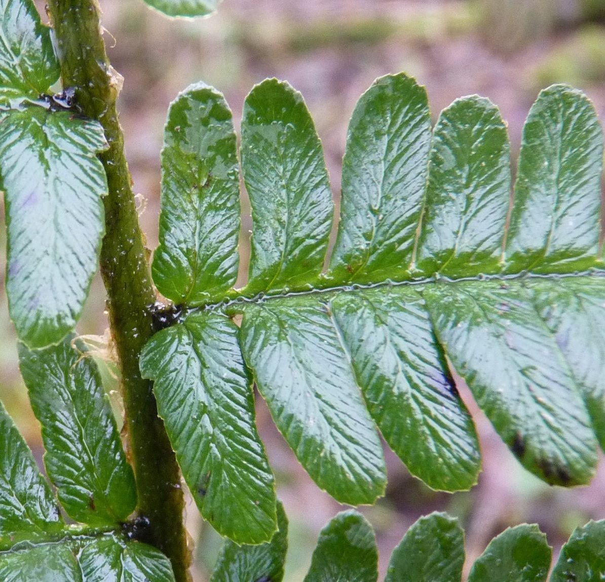 Detail van het blad met donkere vlek aan de basis van de deelbladen en deelblaadjes met afgeronde, niet afgeknotte top. De bladen zijn vrij donkergroen en licht glanzend (foto: Sipke Gonggrijp)