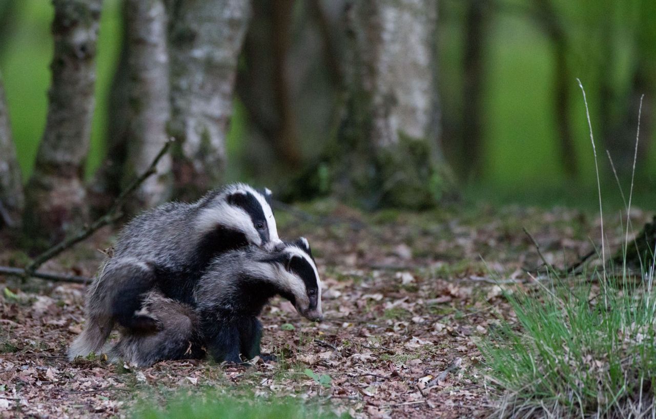 Twee jonge dassen oefenen alvast het paringsritueel (foto: Jan Duker)