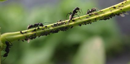 Zwarte reuzenmieren met bonenluizen op sperziebonentak (foto: Jinze Noordijk)