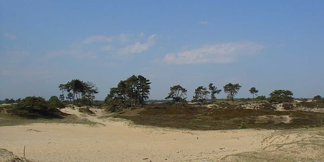 Het Aekingerzand bij Appelscha, Nationaal Park Drents-Friese Wold (foto: Gouwenaar)