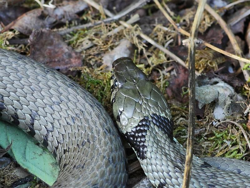 Vrouwtjes van de Ringslang zetten zo’n 40 eieren af, bij gebrek aan natuurlijke broedplaatsen doen ze dat in compostafval. (foto: Guido Catthoor)