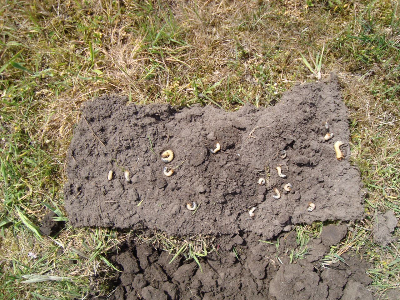 Engerlingen op de grond (foto: Anne Oosterbaan)