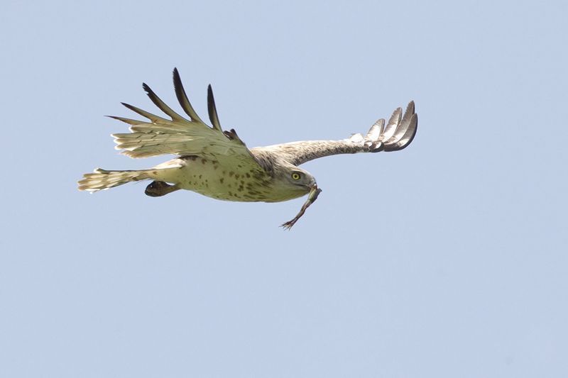 Jacobus met Bastaardkikker of Meerkikker (foto: Filip De Ruwe)