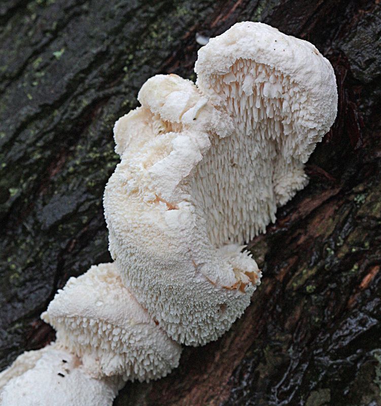 Gelobde pruikzwam (foto: Menno Boomsluiter)