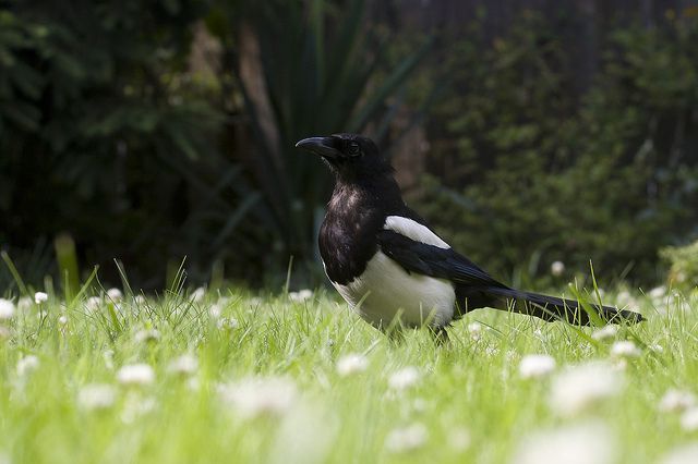 De Ekster gedraagt zich als een echte bondgenoot voor de tuinier. (foto: Wesley Poelman)