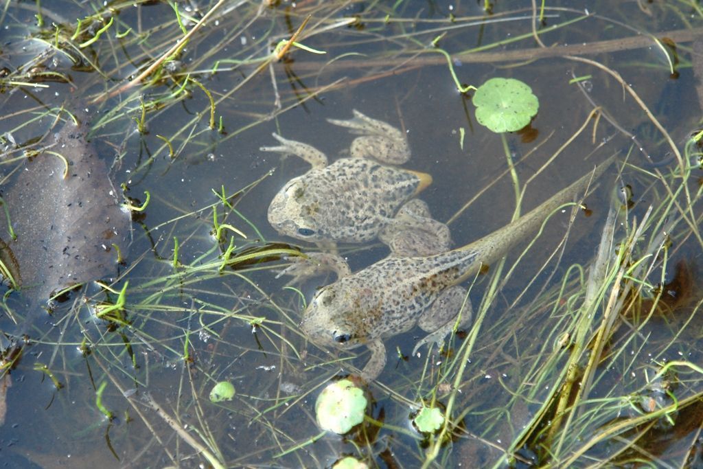 Juveniele knoflookpadden die afgelopen donderdag (9 juni) door PKN en Staatsbosbeheer in Nationaalpark de Meinweg zijn uitgezet (foto: Fabrice Ottburg)