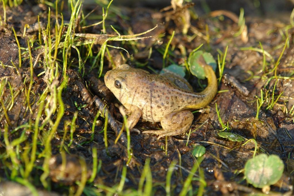 Juveniele knoflookpad die afgelopen donderdag (9 juni) door PKN en Staatsbosbeheer in Nationaalpark de Meinweg is uitgezet (foto: Fabrice Ottburg)