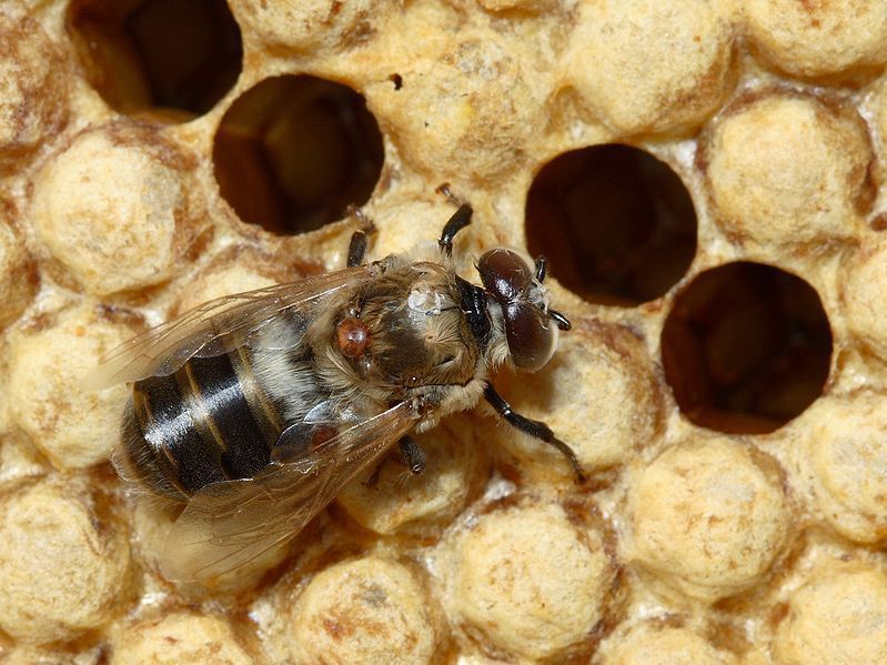 De Varroamijt is een uitwendige parasiet die het virus verspreidt, maar het is niet de enige schuldige aan de massale bijensterfte. (foto: Creative Commons)